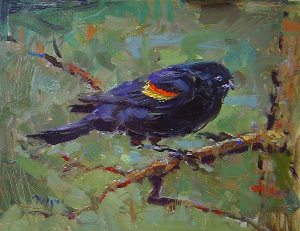 REDWINGED BLACKBIRD IN SPRING by Jim Rodgers - 11 x 14 in., o/b • $2,300