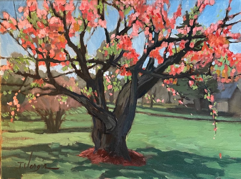APPLE BLOSSOMS IN THE PARK by Trisha Vergis - 12 x 16 in., o/c • SOLD